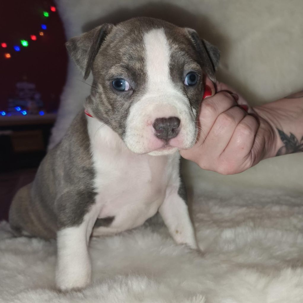 Na's Dog Dream Du Clos Viger - Chiot disponible  - American Staffordshire Terrier