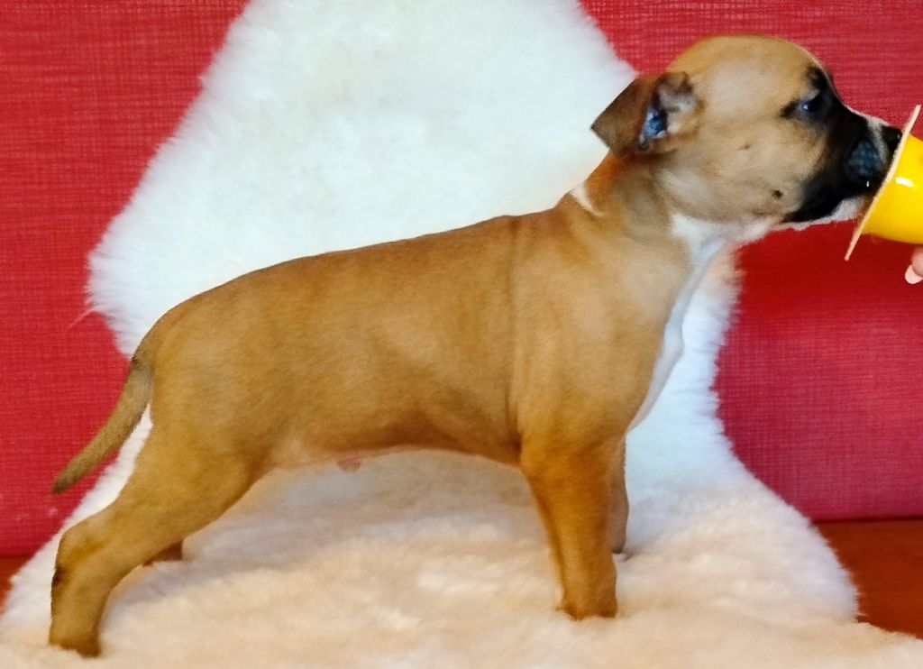 Na's Dog Dream Du Clos Viger - Chiot disponible  - American Staffordshire Terrier